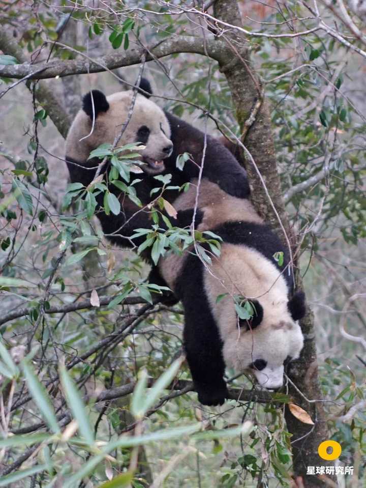 大熊猫在树上交配,摄影师@向定乾