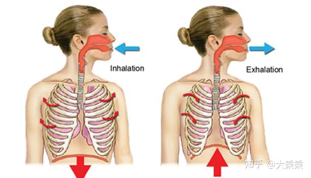 胸腹联合式呼吸,吸气时腹部鼓起与腹壁站定矛盾么?