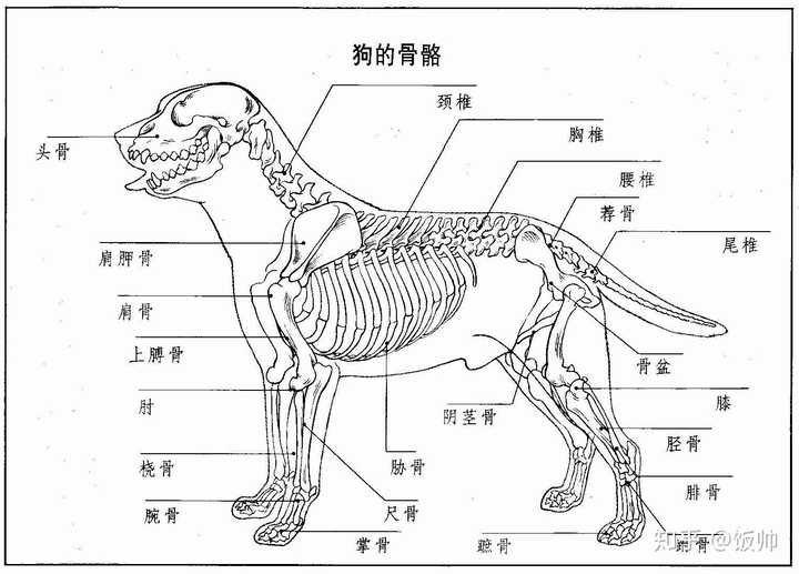 有些动物的腿关节与人相当,有什么特性吗?