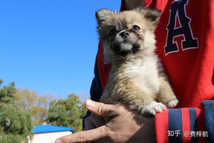 中华田园犬的颜值可以多高?