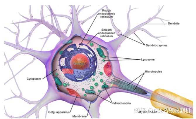 神经细胞的结构