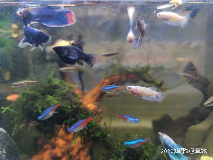斗鱼到底能不能个斑马,灯鱼之类的混养?