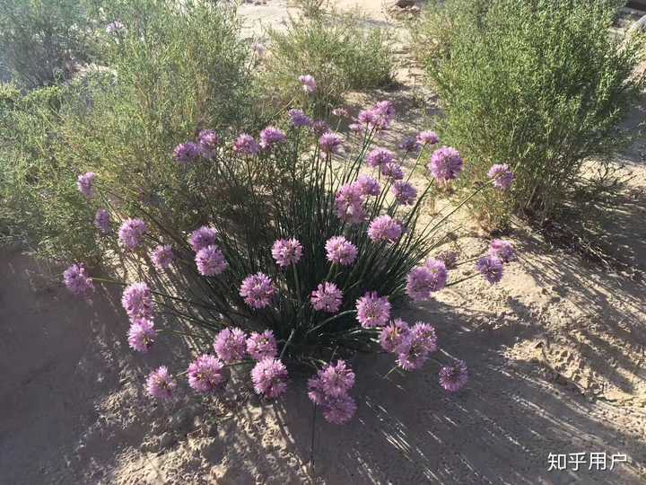 西北的野葱花 宁夏管这个叫大漠沙葱,做成凉拌菜,青海管这个叫野葱,和