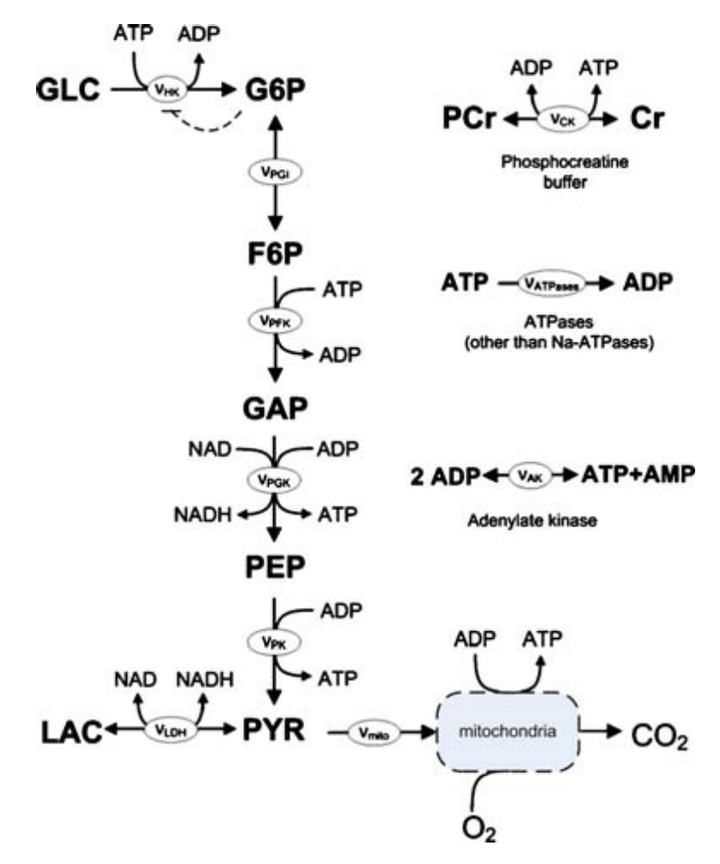 1mol葡萄糖彻底氧化分解成水和二氧化碳生成多少molatp?