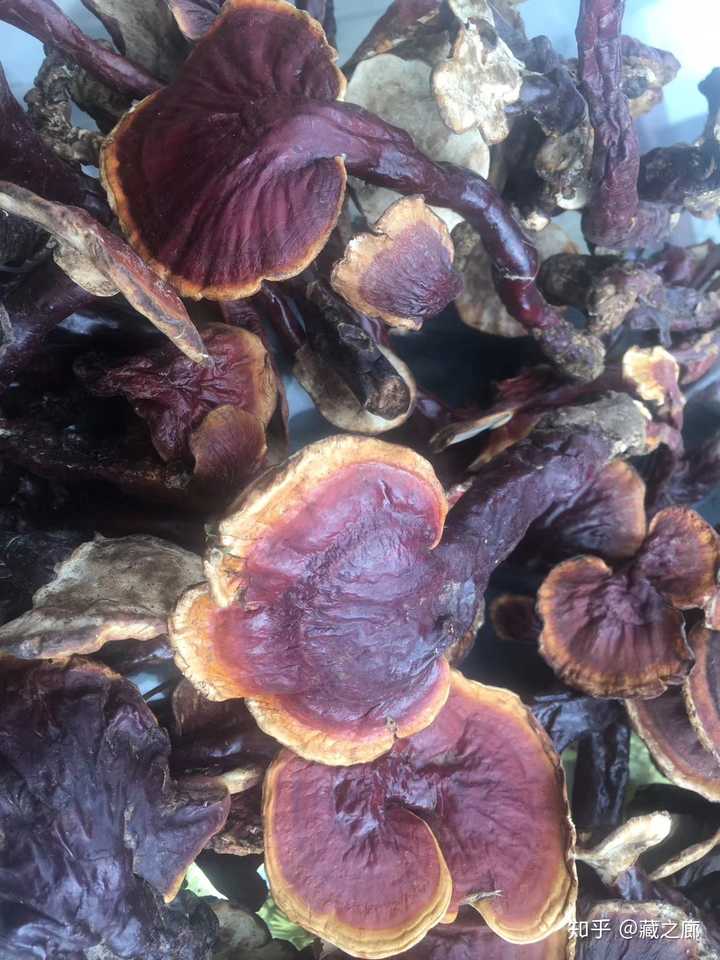 灵芝能跟黄芪一起熬汤喝吗?