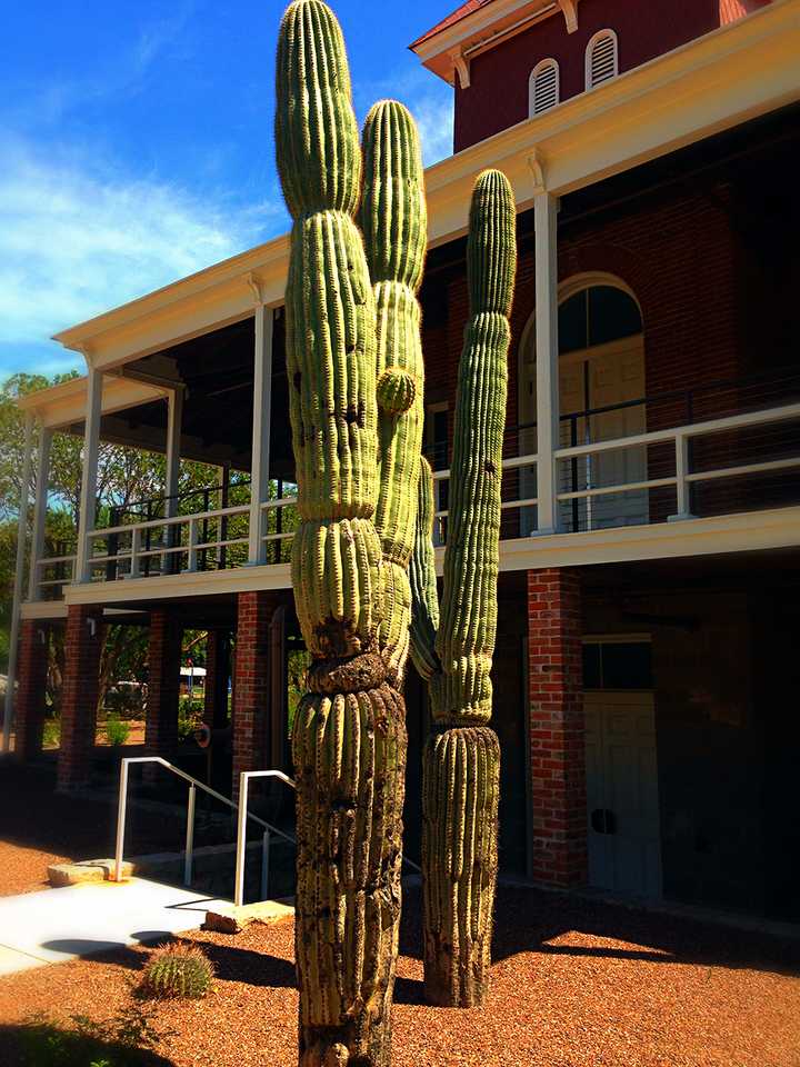 这种仙人掌就叫saguaro 树形仙人掌