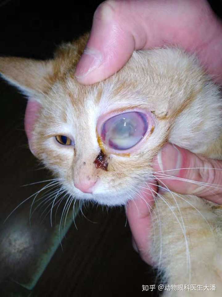猫咪眼睛整个浑浊是什么病?