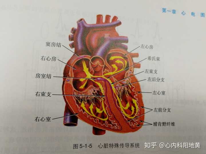 心脏的心电活动起源于窦房结,循上述路径传布整个心脏.