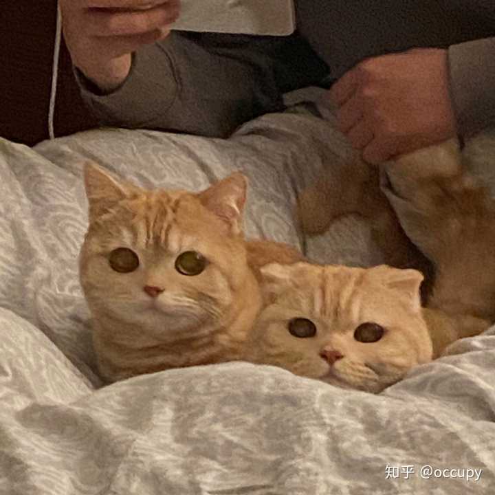 博主有两只猫猫 胖胖的,耳朵经常趴下来的是沙梨小可爱