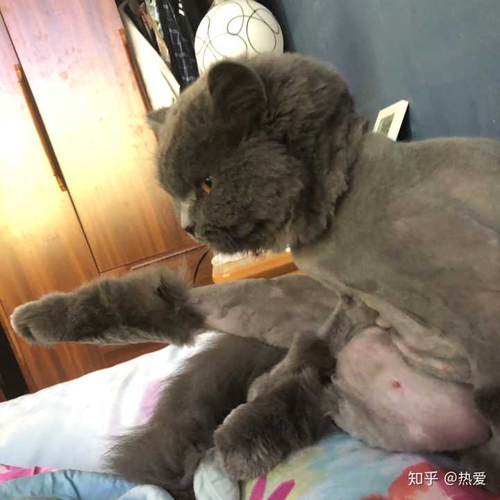 蓝猫的颜值可以有多高?