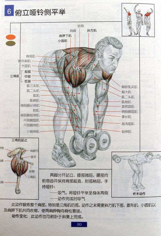 俯身哑铃飞鸟