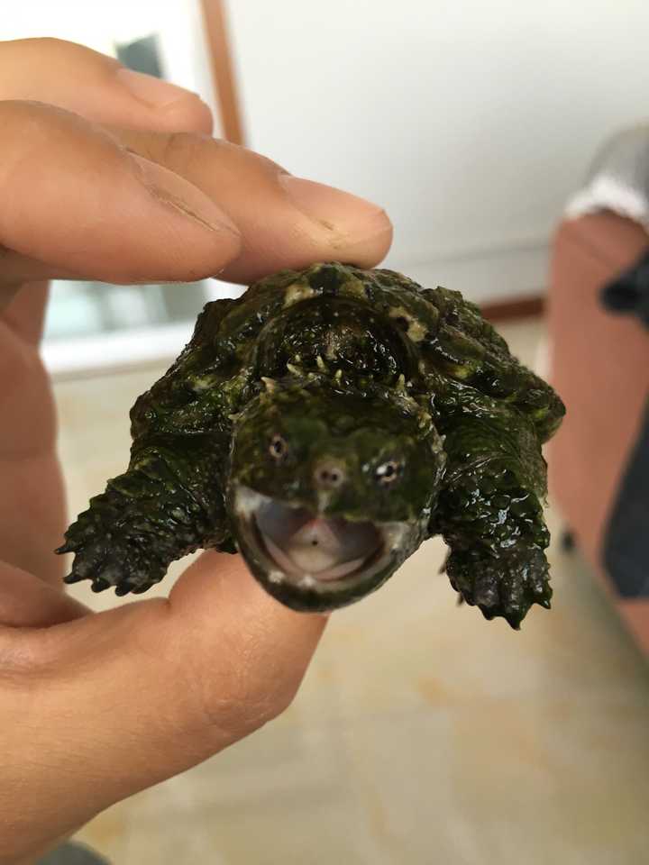 我家新来小乌龟不吃东西该怎么解决?