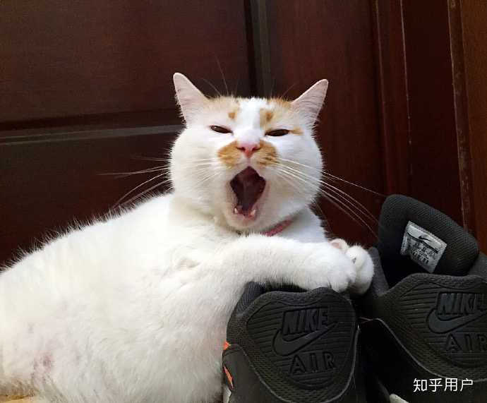 excuse me,当然要举爪我们可爱的楼楼小猫咪了. 直接上图!