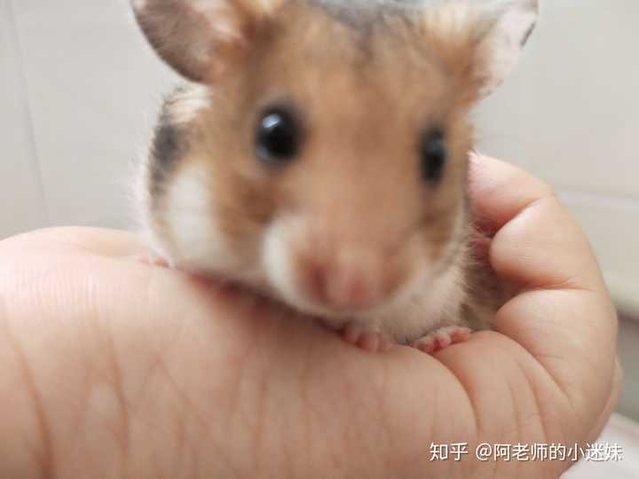 怎么让小仓鼠躺手?