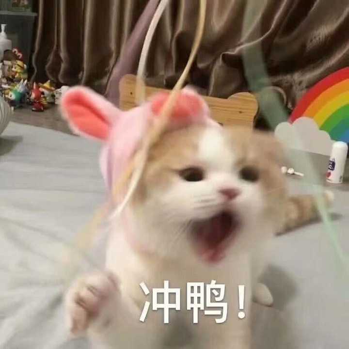 有哪些可爱的动物表情包?