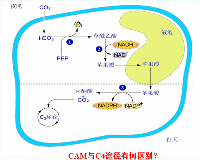 光合作用是什么