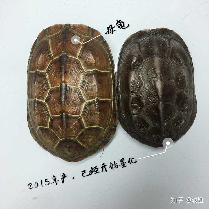 草龟墨化是怎么回事