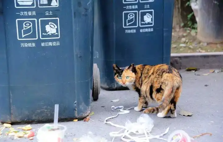 好心人给的月饼,猫咪也狼吞虎咽 又准备翻垃圾桶找食物了 他们的确很