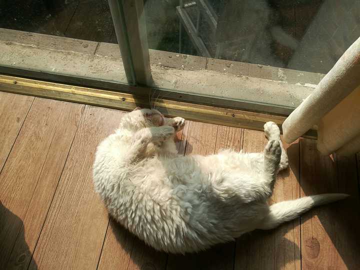 把流浪猫流浪狗带回家的契机是什么?