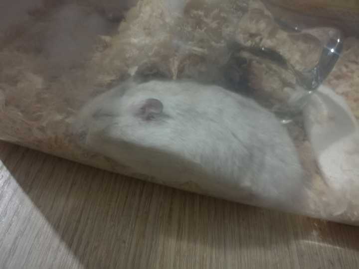 求助,仓鼠不太对劲?