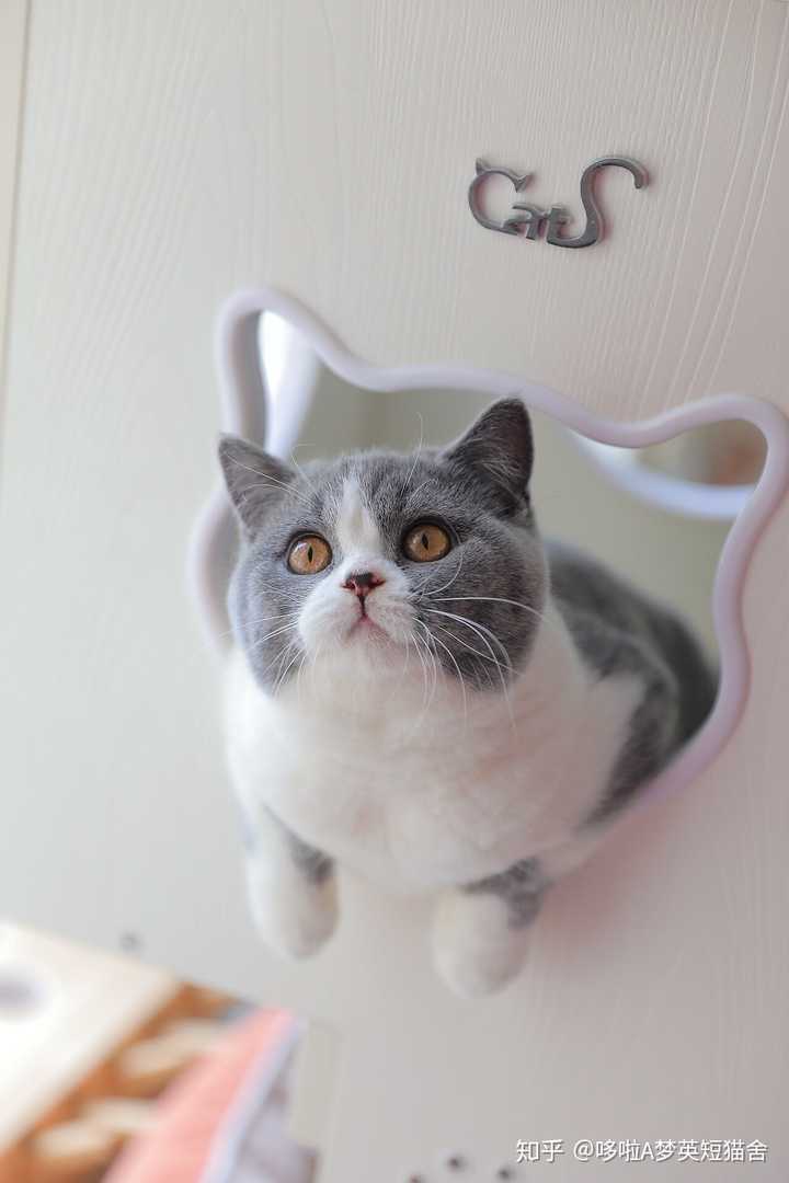 预算8000能在正规猫舍买到英短嘛?