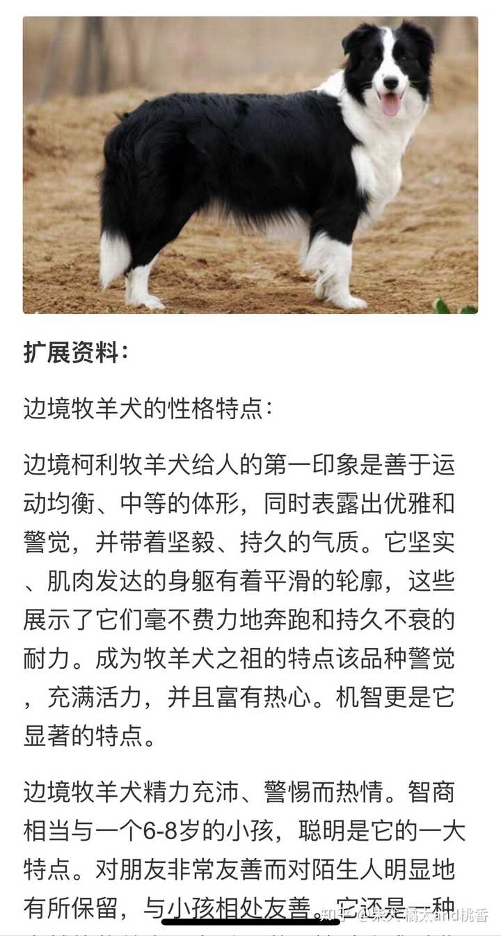 这貌似高智商的边境牧羊犬呀