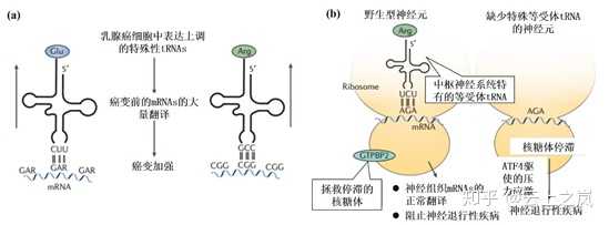 trna的作用是什么?