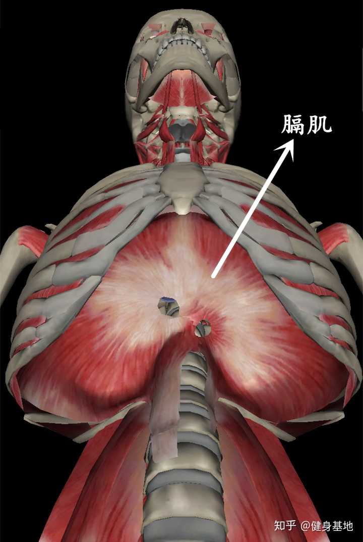 主要的吸气肌由膈肌和肋间外肌组成,辅助吸气肌由胸肌,斜方肌,胸锁