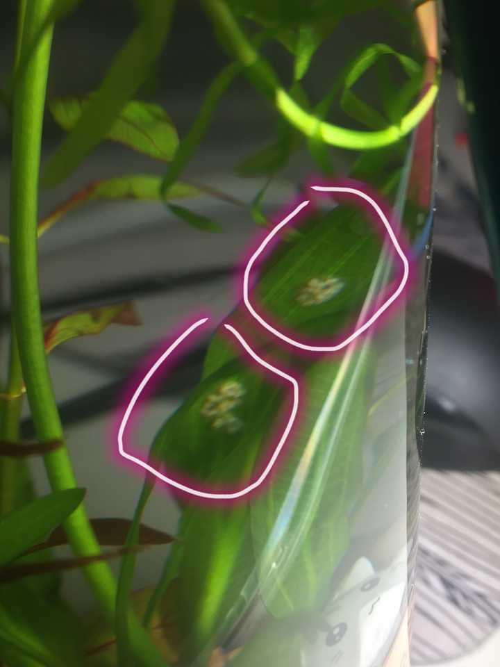 孔雀鱼,或者斑马鱼,或者泰斗. 2.不是蜗牛,是苹果螺. 3.卵是苹果螺的.