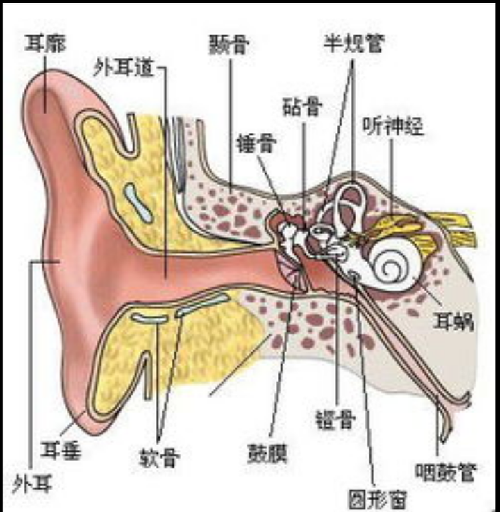 用鼻子呼吸时感觉听到的气流的声音很大,是正常现象么