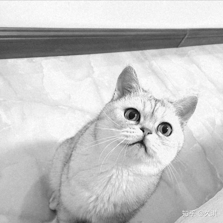 宠物猫耍小脾气该怎么应对?