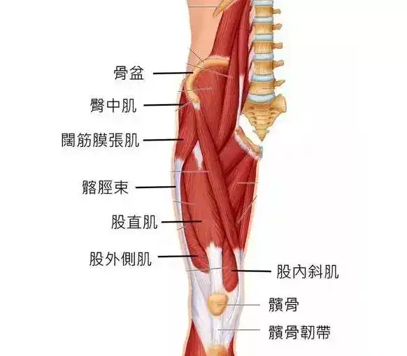 膝关节周围有很多肌肉,当这些肌肉收缩时, 可以产生一个内力来抵消