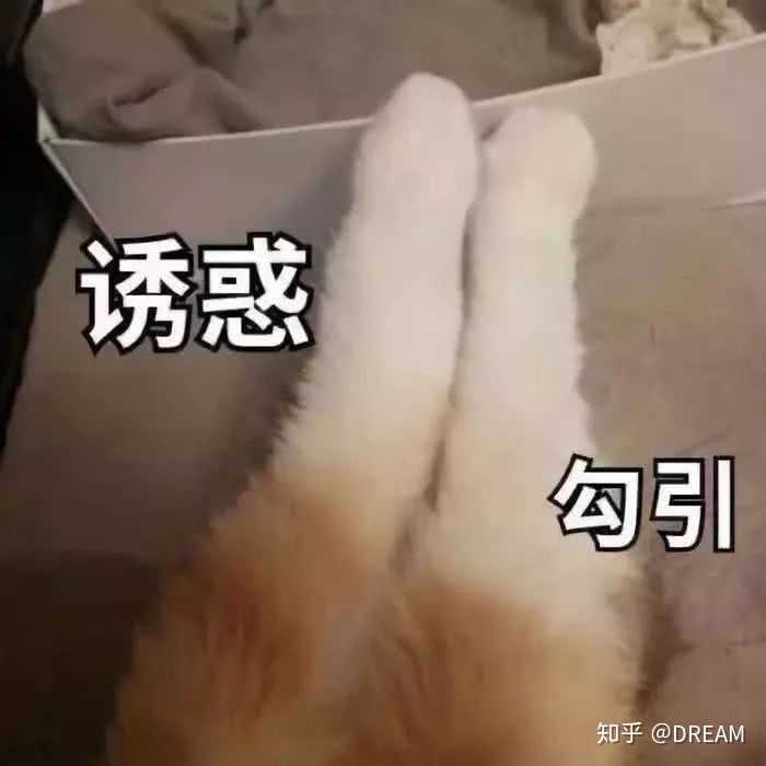 可爱的猫猫狗狗图片也能变得骚气十足(傻屌之气爆棚)