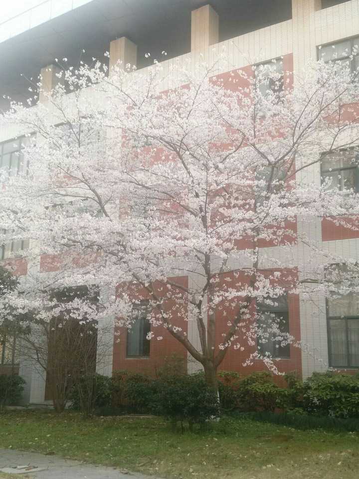 在上海市奉贤中学就读是一番怎样的体验?