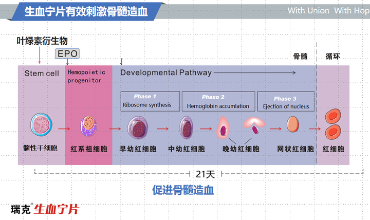红细胞的生成周期为21天,生血宁片促进骨髓造血的作用机理