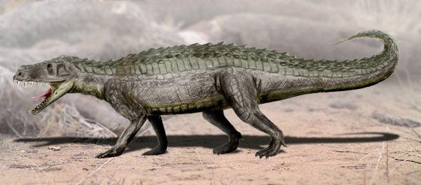 比如下图这个镶嵌踝类中的劳氏鳄类,基本上就是一个 大长腿版本的
