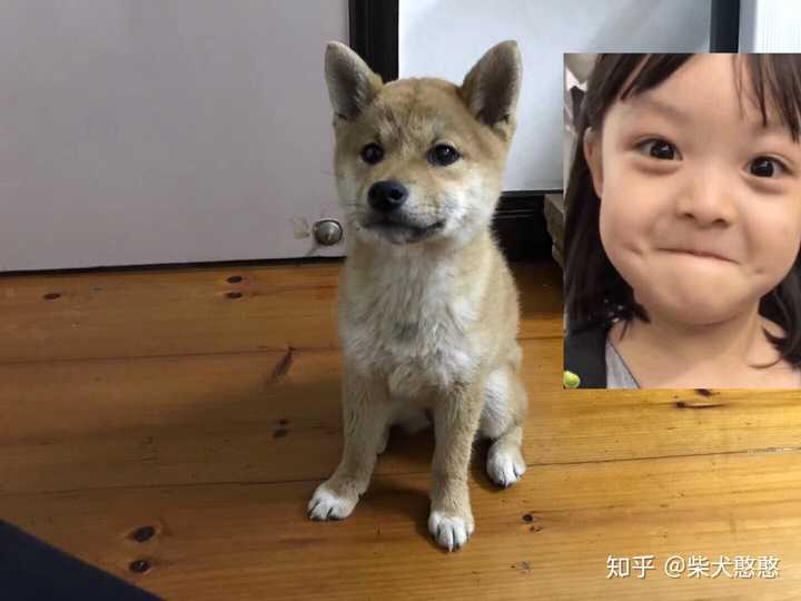 如何区分柴犬和土狗?