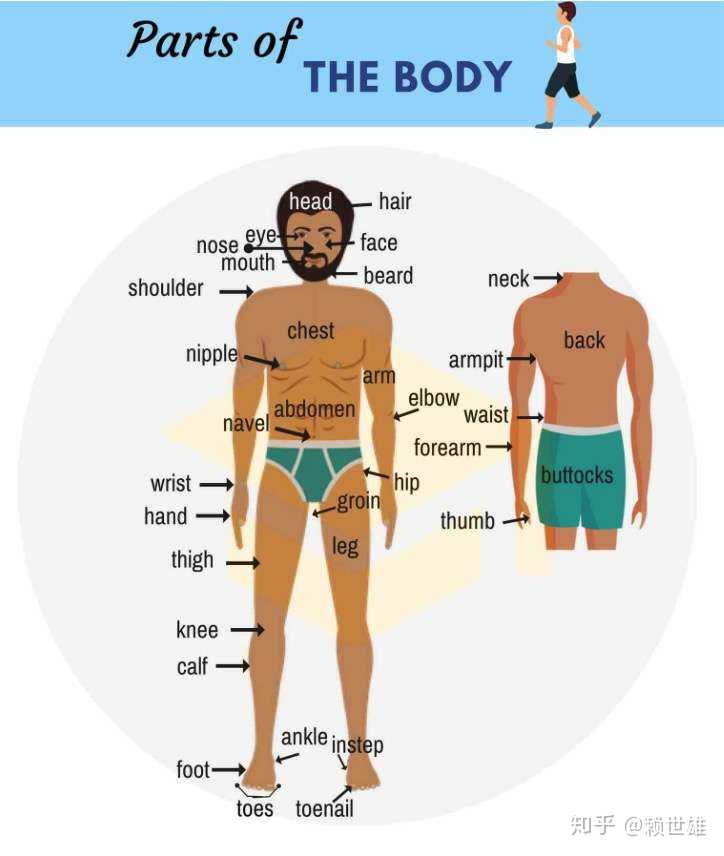 每日一词# 人体部位英文图解大百科,透过图示更能一目了然,增强记忆!