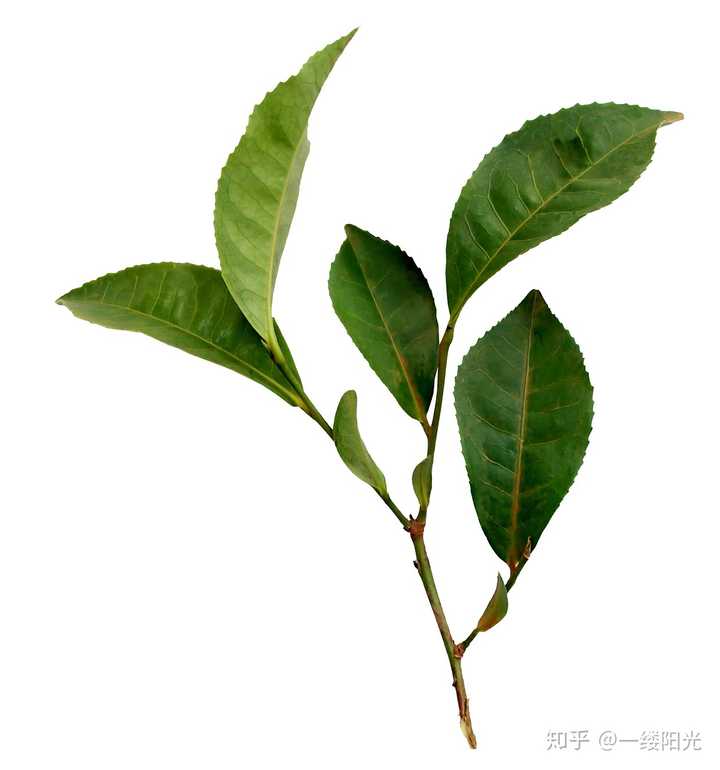 用同一种茶树上长出的叶子,是否可以即做红茶,又做绿茶?