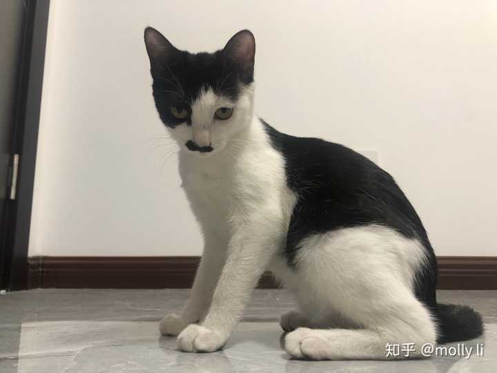 有养过奶牛猫咪的吗?