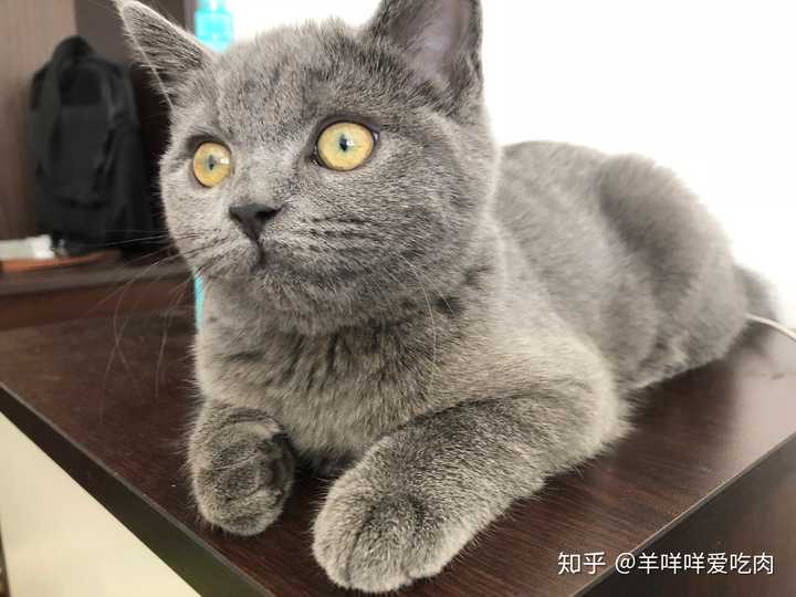 请问这是英短蓝猫吗?为什么十个月了脸还不胖,母猫?