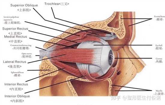 双眼皮提肌效果是永久的吗?