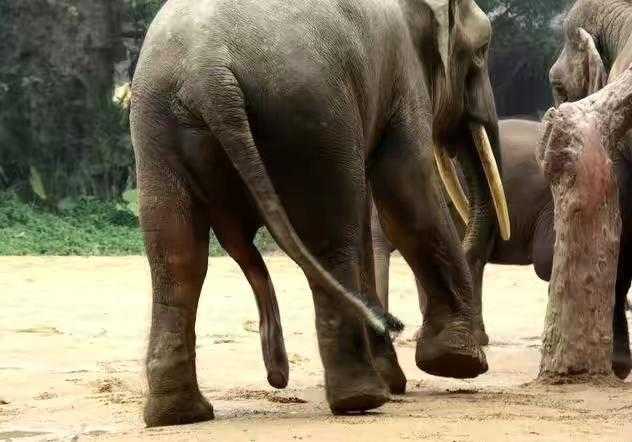 雄性生殖器官最长的动物: 非洲象 生殖器官长达2米!