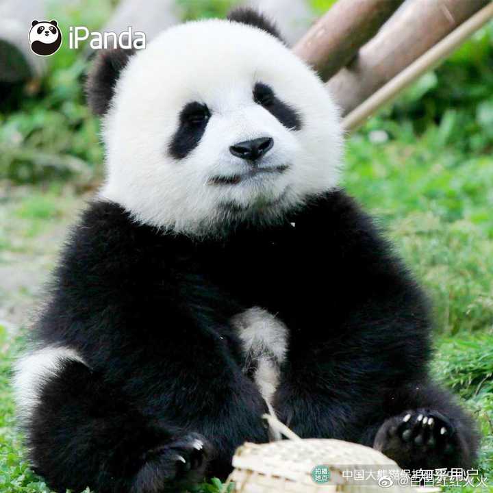 你觉得熊猫颜值最高的是谁?