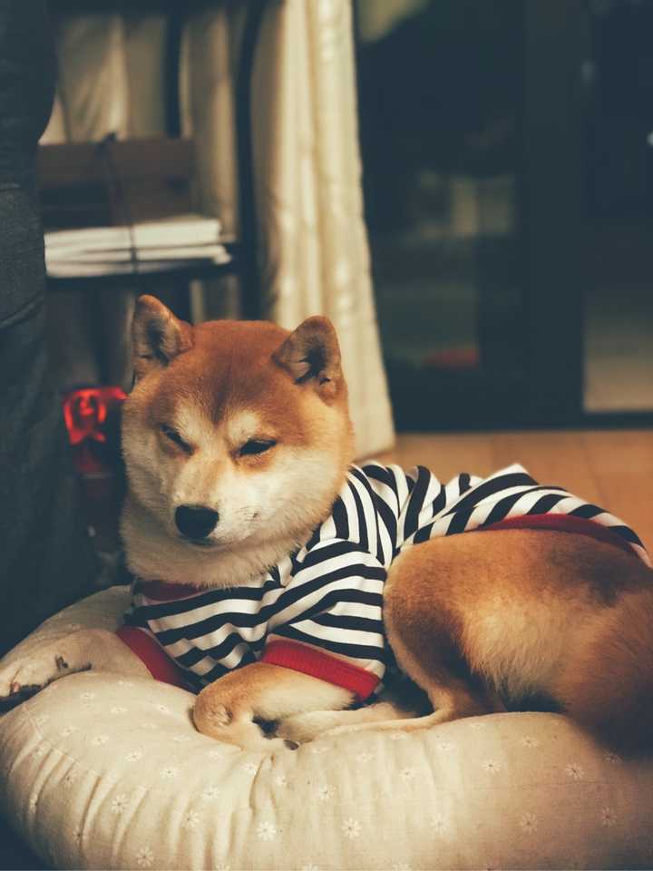柴犬和柯基哪个好?