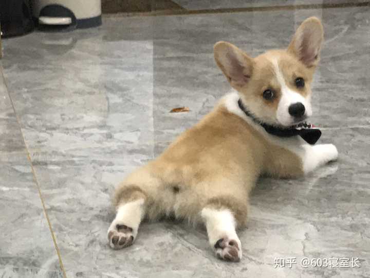 柯基趴