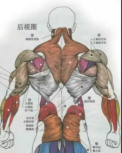主要包括背阔肌,冈下肌,小圆肌,斜方肌等,兼带锻炼大圆肌,三角肌后束