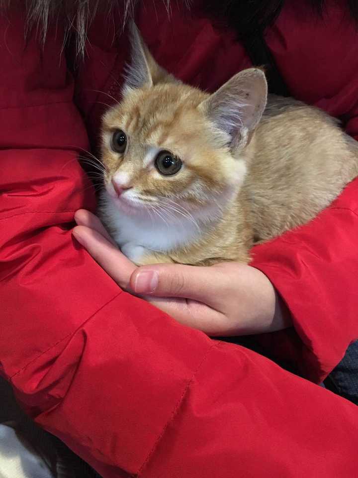我家猫为什么那么喜欢咬我?