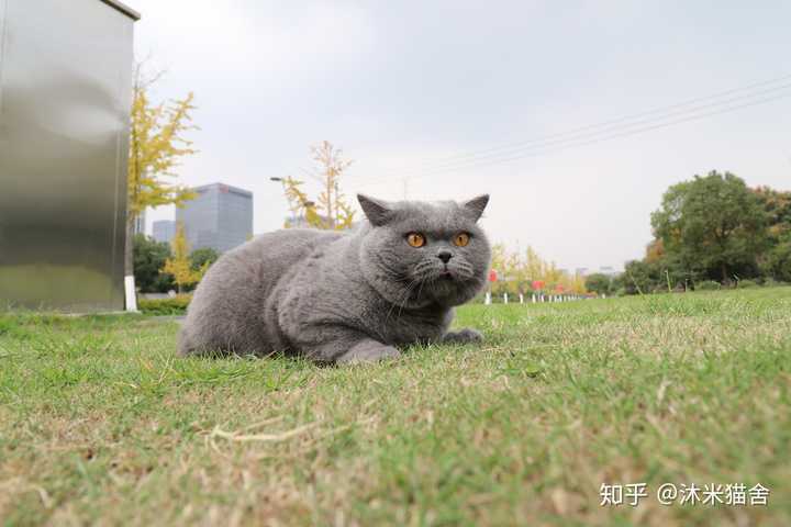 靠谱的猫舍 具体是指哪一个品种呢 如果是英短可以看这里!