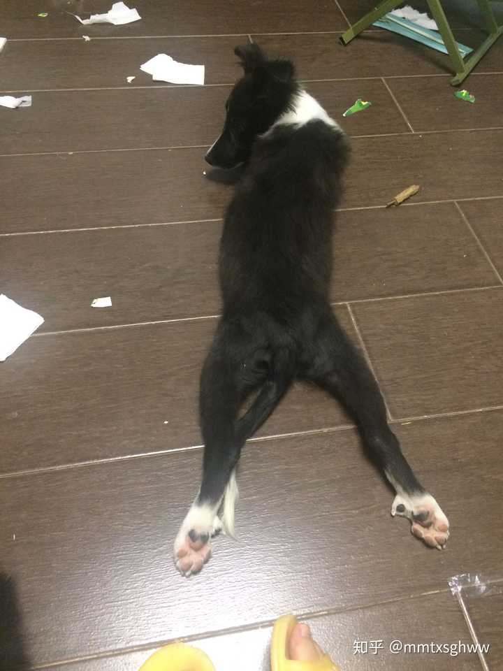 尴尬期的芝麻乱玩儿卫生纸,被我一嗓子喊住的一瞬间